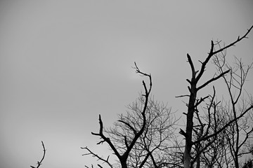 Black and white photo of barren tree tops with cloudy sky