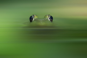 Green Frog eyes sticking out of water hunting camouflage technique