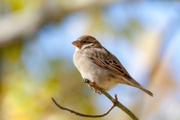 Extreme close up of female House Sparrow bird on branch
