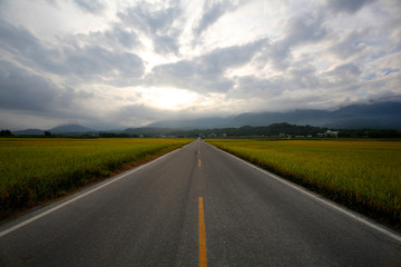A straight road with golden rice fields on both sides, go straight and you can't see the end of the...
