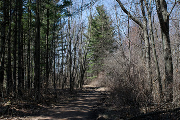 Walking through the woods taking photos