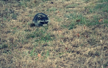 Raccoon digging for food in grassy field