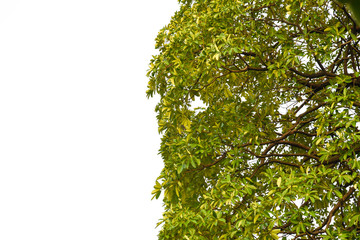Trees isolated on white background , The collection of trees.