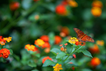 Monarch Butterfly with Flowers