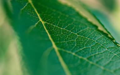 closeup of green leaf