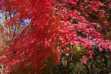 Fototapeta na wymiar 冬の東京の紅葉