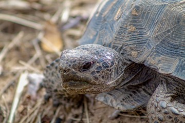 closeup of a turtle