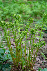 Blooming fern on a in the forest. The concept of unity with nature, peace. Monitoring the growth of fern