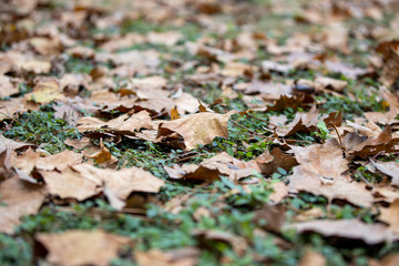 Autumn Leaves 01