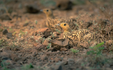 A pair beautiful Chestnut-bellied Sandgrouse, Pterocles exustus camouflaged in the dirt