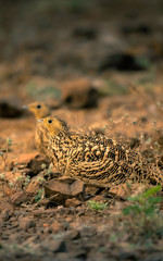 Portrait of a pair beautiful Chestnut-bellied Sandgrouse, Pterocles exustus camouflaged in the dirt