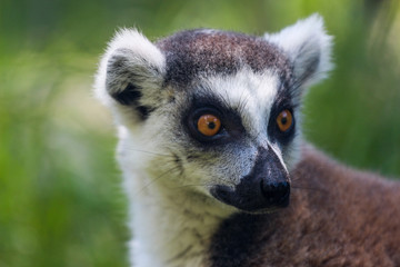 Ring Tailed Lemur Portrait 