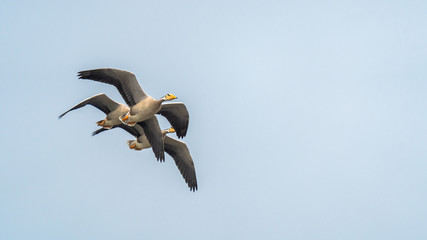 flock of Bar headed geese flying over the lakes of Bhigwan during migration season