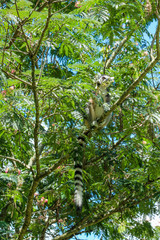 Fototapeta premium Ring Tail Lemur in a Tree