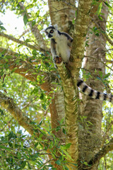 Ring Tail Lemur in a Tree