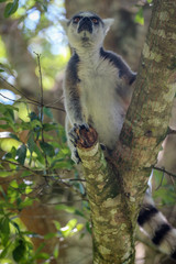 Ring Tail Lemur in a Tree