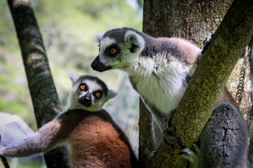 two ring tailed lemur on branch of tree