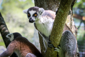 lemur on a tree
