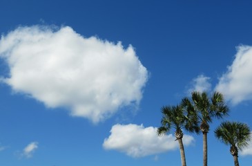 Obraz premium Palm trees on blue sky and clouds background in Florida nature