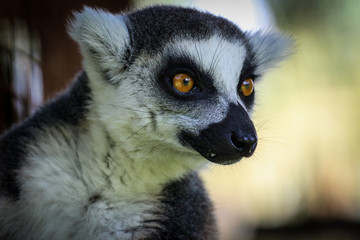 ring tailed lemur