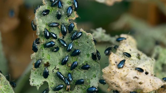 Blue leaf beetle gardening pest