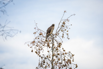 Red Shouldered Hawk 05