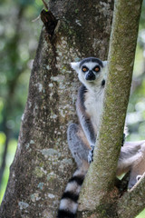 ring tailed lemur on branch of tree