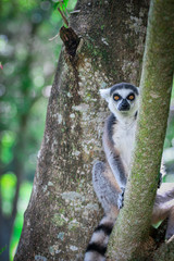 ring tailed lemur on branch of tree