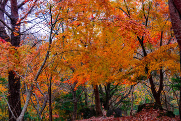 鶴見岳山麓公園のモミジ