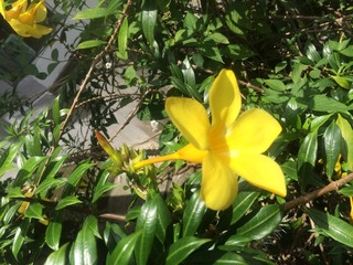 マレーシアの花