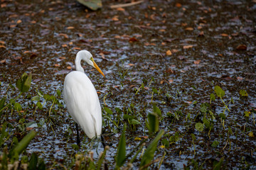 great Egret 01