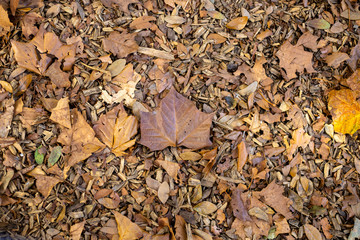 Autumn Leaves 03