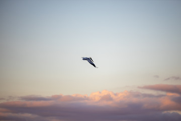 Flying Pelican 02