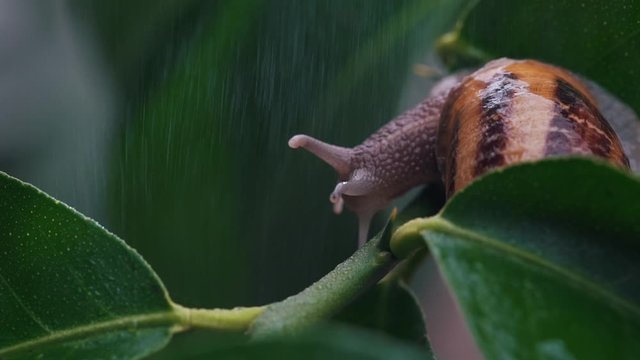 snail on a plant under water