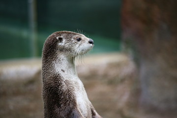 portrait of a otter