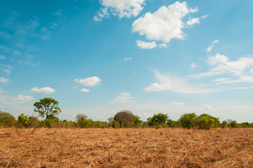 dry pasture in the Brazilian cerrado