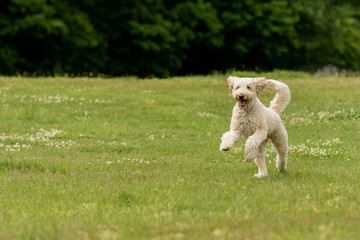 Obraz premium A cream colored poodle mix running in a grass field