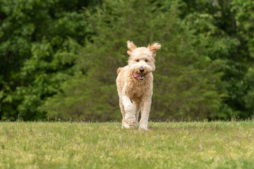 A cream doodle playing on a grassy field