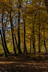 Fototapeta na wymiar Golden Polish Autumn with colorful trees on road in Niepolomice Forest Poland, October 2019