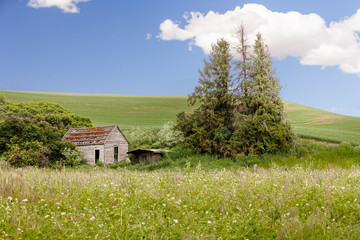 An old abandoned shack besides a wheat field in Palouse, Washington State, usa