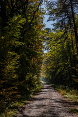 Golden Polish Autumn with colorful trees on road in Niepolomice Forest Poland, October 2019