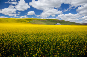 Obraz premium A barn among canola field in the Palouse in Washington state, USA