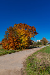 Colorful tree by the countryside road in Golden Polish autumn in Poland October 2019