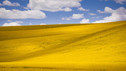 Abstract and graphic view of canola fields in Palouse in Washington state, USA