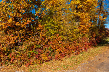 Golden Polish Autumn with colorful trees on road leading to Black Lake, Niepolomice Forest Poland, October 2019