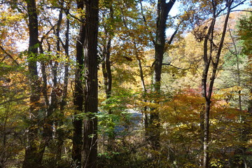 Obraz premium 冬の東京のカラフルな葉