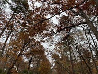 Obraz premium Shady Autumn Canopy