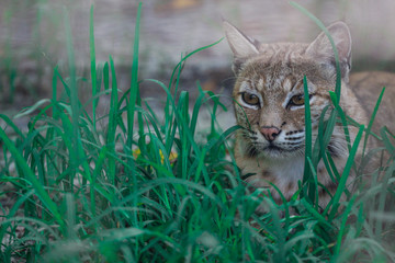 Bobcat in the grass