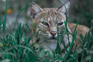Bobcat