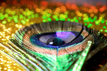 Naklejka premium macro photo of peacock feather with water drop on shiny bokeh background